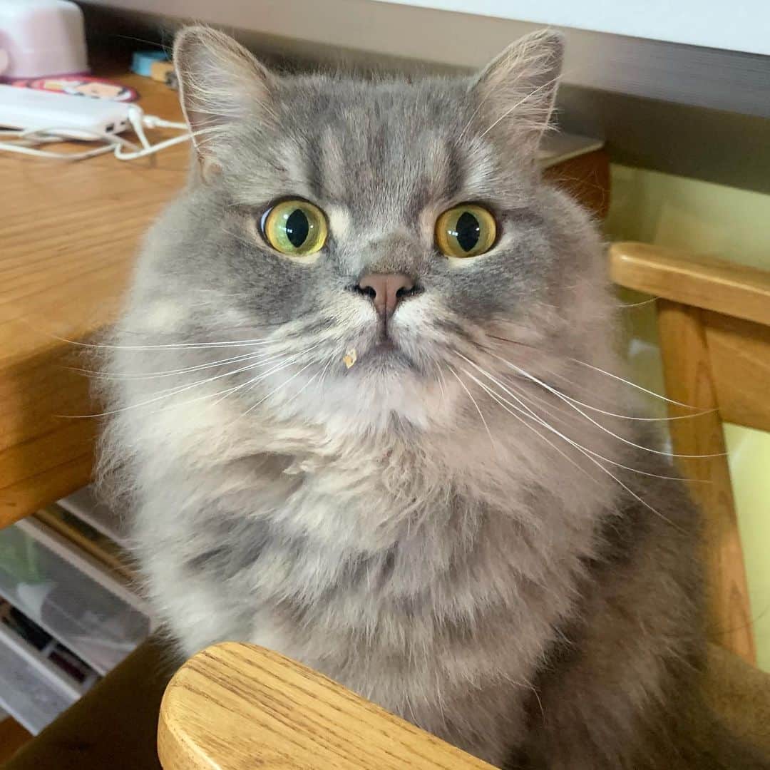 hanaさんのインスタグラム写真 - (hanaInstagram)「『なんかください👽』 って言ってきてるけど、銀ちゃんもう盗み食いしたカケラが口に付いてるから〜😭 いつの間に💦  #ご飯食べる人の隣には銀ちゃんが絶対います #なんでそんな諦めないかなぁ〜  #scottishfold #cat #cats #catlover #cutcats #catsnap #catstagram #cats_of_instagram #catsmosh #catsofworld #cutepetclub #ilovemycat #ig_catclub #insta_kitten #fluffy #funnycritters #fluffypack #kitty #kawaii #kawaii_cat #world_kawaii_cat #bestmeow #meowbox #happypet #bestcats_ofthdworld #thatsbabyanimals」8月30日 21時01分 - iyui1225