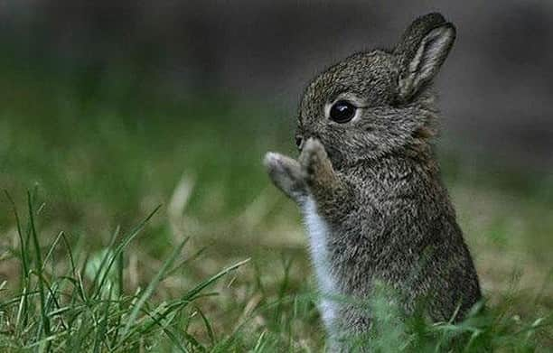 Baby Animalsさんのインスタグラム写真 - (Baby AnimalsInstagram)「Just a baby bunny practicing some dance moves!」8月30日 21時06分 - thebabyanimals