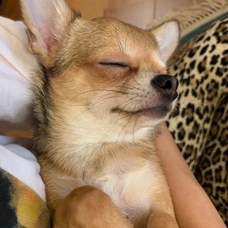 長澤メイさんのインスタグラム写真 - (長澤メイInstagram)「🥺💘💘💘 #チワワ #スムースチワワ #犬がいる生活」8月30日 21時15分 - xxmeixx1208