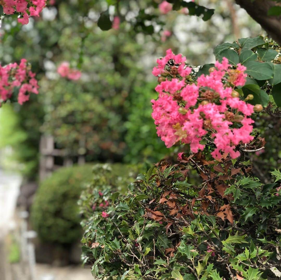 英玲奈さんのインスタグラム写真 - (英玲奈Instagram)「仕事への道すがら。 #サルスベリ 今が満開の綺麗な時期ですね。 #花のある暮らし  #ていねいな暮らし」8月30日 21時24分 - erena_erenyan