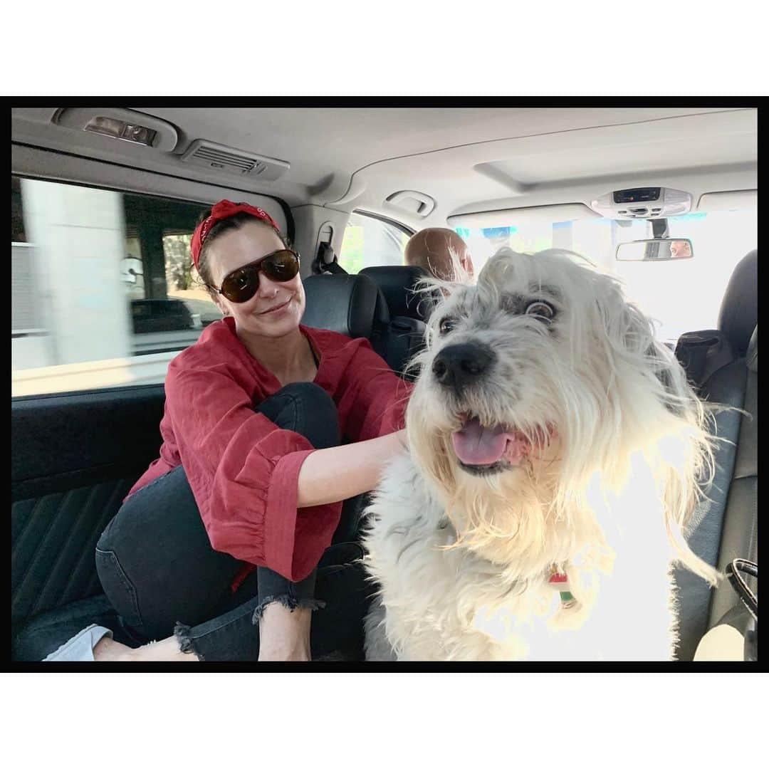 ミシェル・フォーブスさんのインスタグラム写真 - (ミシェル・フォーブスInstagram)「Someone was super cute on the way to work today 🐼 #henry #lifewithhenry #workingdog #setdog  #ilovemymutt #adoptdontshop」8月30日 21時35分 - iammichelleforbes