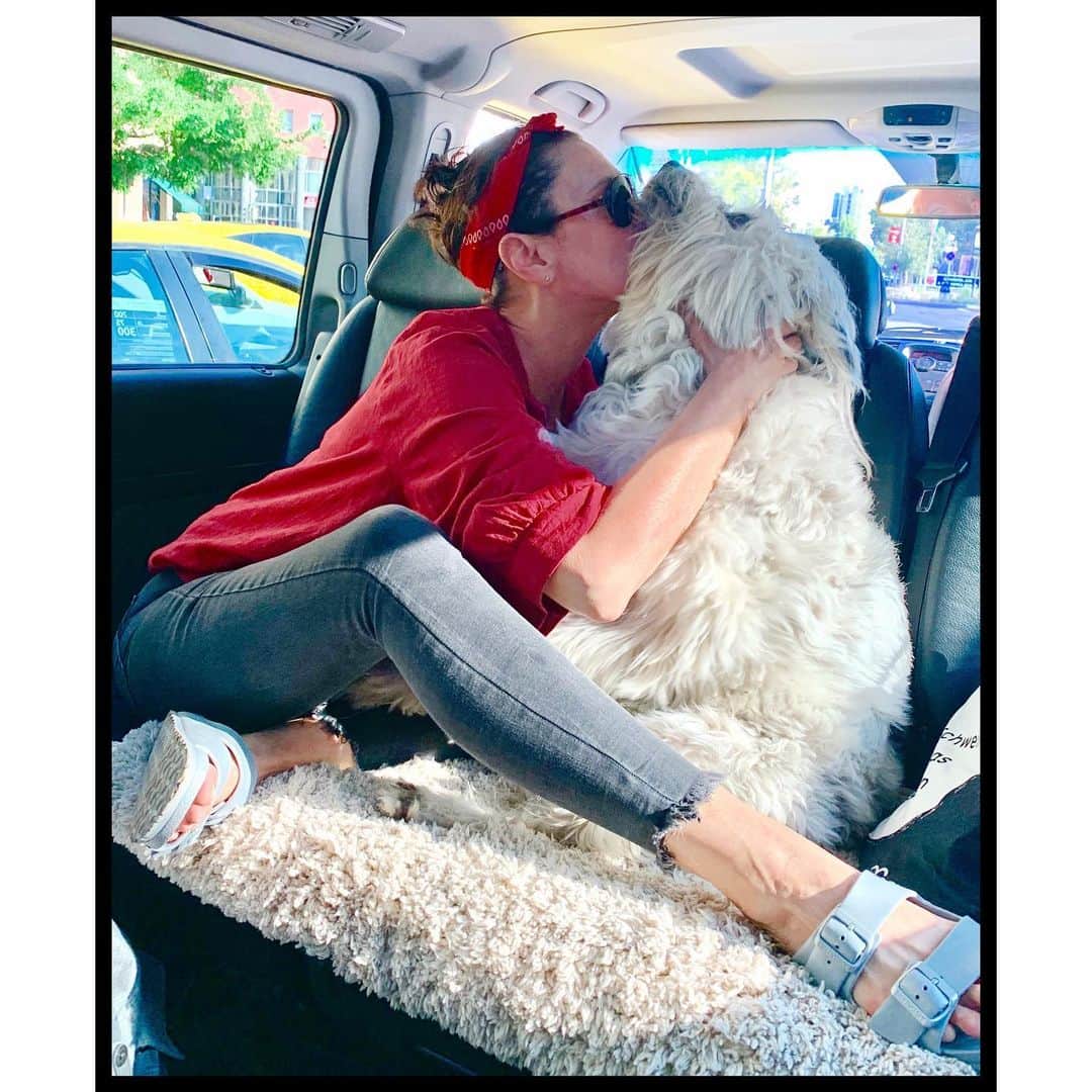 ミシェル・フォーブスさんのインスタグラム写真 - (ミシェル・フォーブスInstagram)「Someone was super cute on the way to work today 🐼 #henry #lifewithhenry #workingdog #setdog  #ilovemymutt #adoptdontshop」8月30日 21時35分 - iammichelleforbes