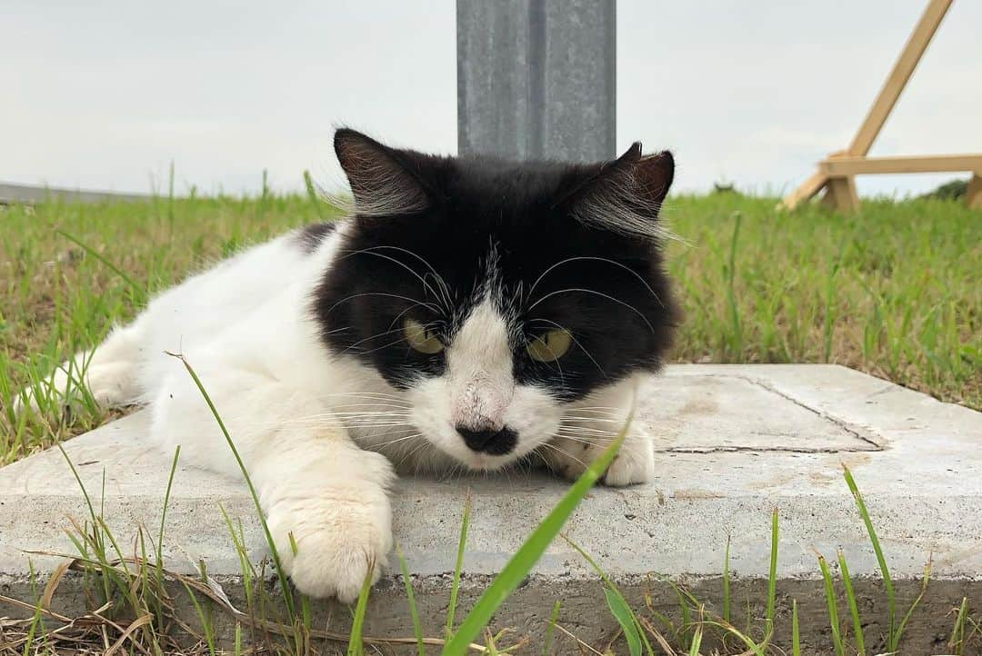 平田雄也さんのインスタグラム写真 - (平田雄也Instagram)「これが、これ。  #犬 好きだけど #猫 もいいなあ #猫パンチ されたい」8月30日 21時32分 - yuyastagram620