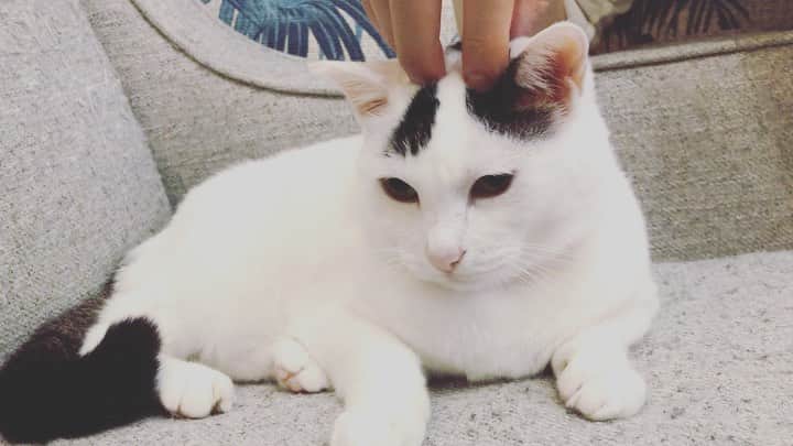 Siznaのインスタグラム：「#dura #cat #づら #猫 #sizna #雑種 #元地域猫 #ヅラ #ヅラ猫 #ヅラ猫部 #にゃんスタグラム #猫変態を増やそうの会 #tkfrom凛として時雨 #tkfromlingtositesigure #TKfromづら」