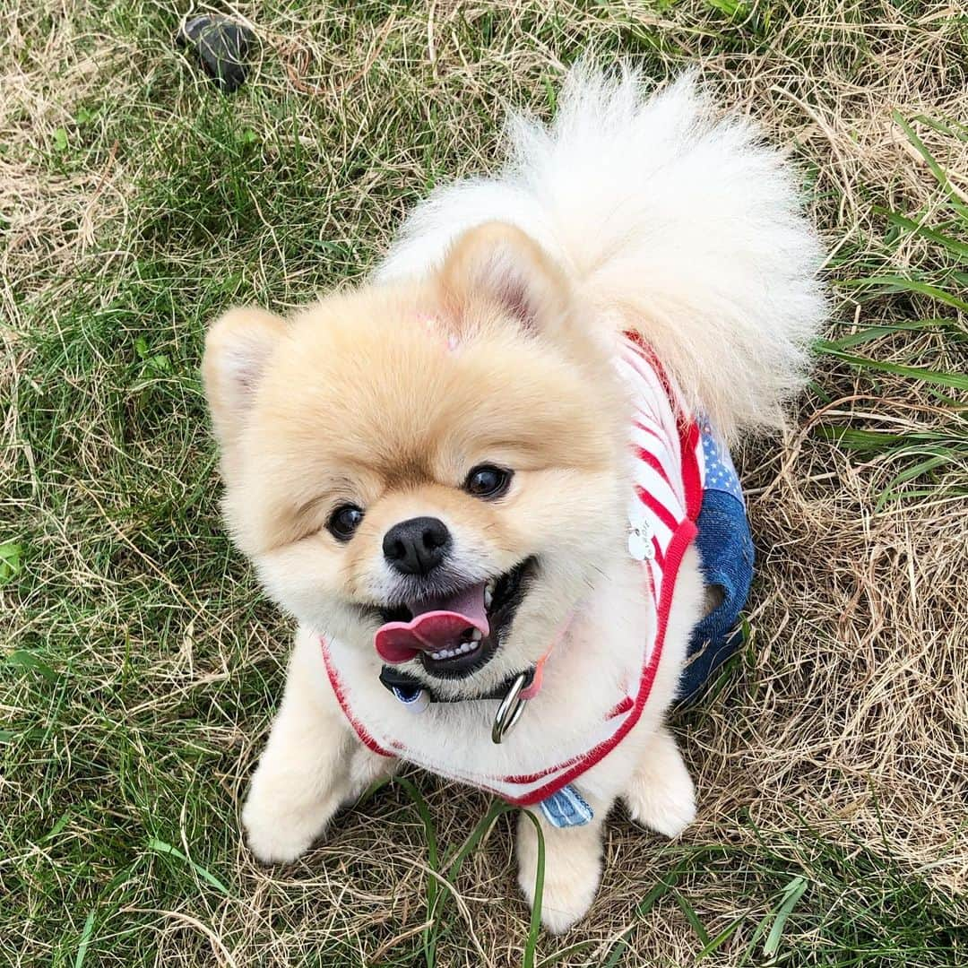 中野佑美さんのインスタグラム写真 - (中野佑美Instagram)「こなっちゃん😊💕 ・なんか 可愛い💕 ・ニコニコ こなっちゃん ・パパと可愛いかったの  でパチリ📷😊 #ぽめらにあん  #きょうのわんこ  #いぬすたぐらむ  #清里テラス #east_dog_japan  #いぬのいる暮らし #癒しわんこ  #ポメラニアン」8月30日 22時22分 - yumi.coconutsu