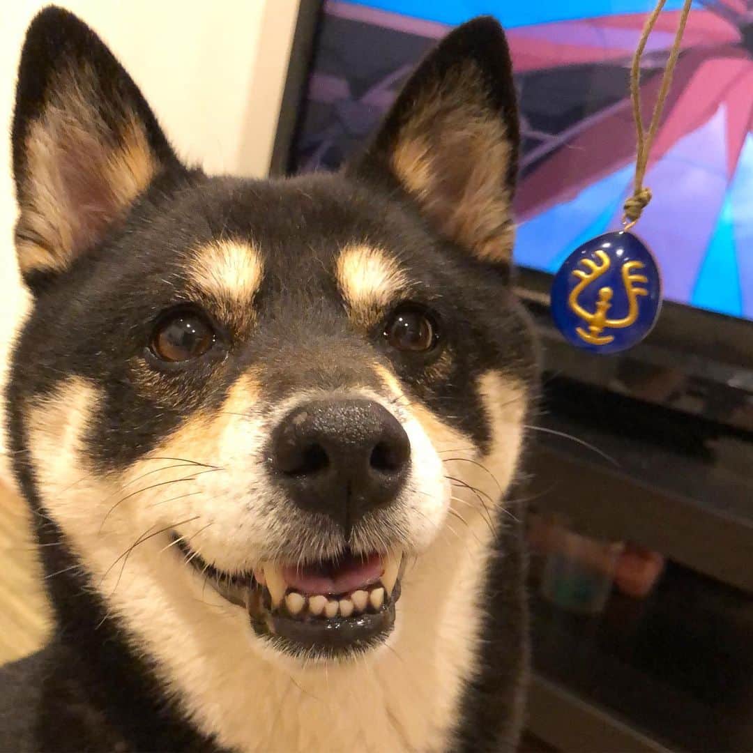 vo_coのインスタグラム：「🔹 え⁈ 飛行石持ってるからあたしがラピュタの正統な王位継承者ってホント？？？ * #飛行石 #なぜかうちにある笑 #shibastagram #instashiba #shiba #shibainu #黒柴 #柴犬 * ↓↓↓ バルス祭りはこちらへどうぞ😂😂😂 ↓↓↓」