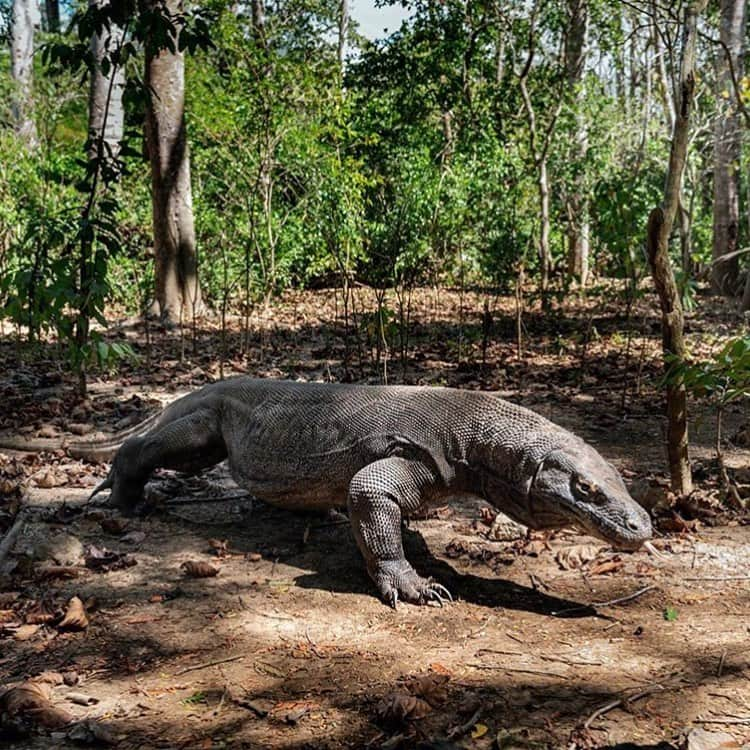 レオナルド・ディカプリオさんのインスタグラム写真 - (レオナルド・ディカプリオInstagram)「#Regram #RG @nytimes Komodo dragons resemble dinosaurs that missed their cue for extinction, but environmentalists worry an invasion of tourists to their island lair could bring them to a similar fate. The 10-foot lizards are native only to a scattering of islands in Indonesia, and while Komodo tourism generates significant cash for one of the country’s poorest regions, it has also brought piles of trash, human encroachment and occasional lizard smuggling. Like other tourist destinations around the world, from Venice to the Galápagos, Komodo National Park is at risk of being wrecked by its own popularity. Some environmentalists worry that the stampede of visitors has set the ecosystem off kilter, and local leaders aim to close the island of Komodo, where the largest population of dragons lives, for at least a year. Even residents would have to leave. “If we don’t give the dragons their habitat, they will be extinct within the next 50 to 100 years,” the island’s deputy governor said. @adamjdean took these photos.」8月30日 22時44分 - leonardodicaprio