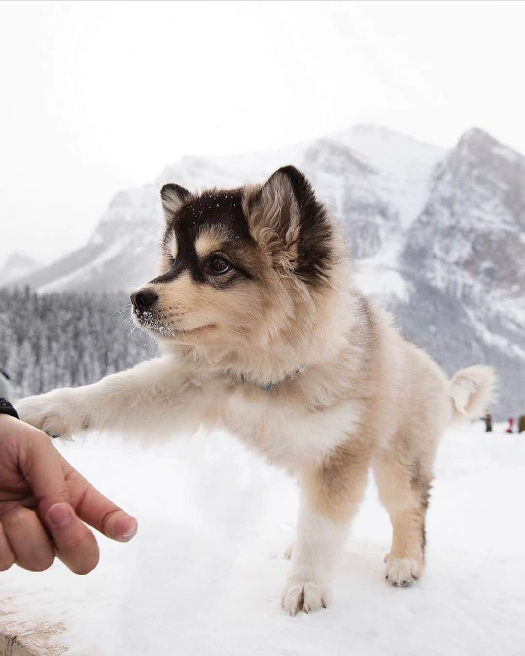 Canon Photographyさんのインスタグラム写真 - (Canon PhotographyInstagram)「Holding hands in the snow. How cute is that?  Photography | @itsmiilo  #husky #minihusky #snow #canada #alberta #lakelouise #winter」8月30日 23時01分 - cpcollectives