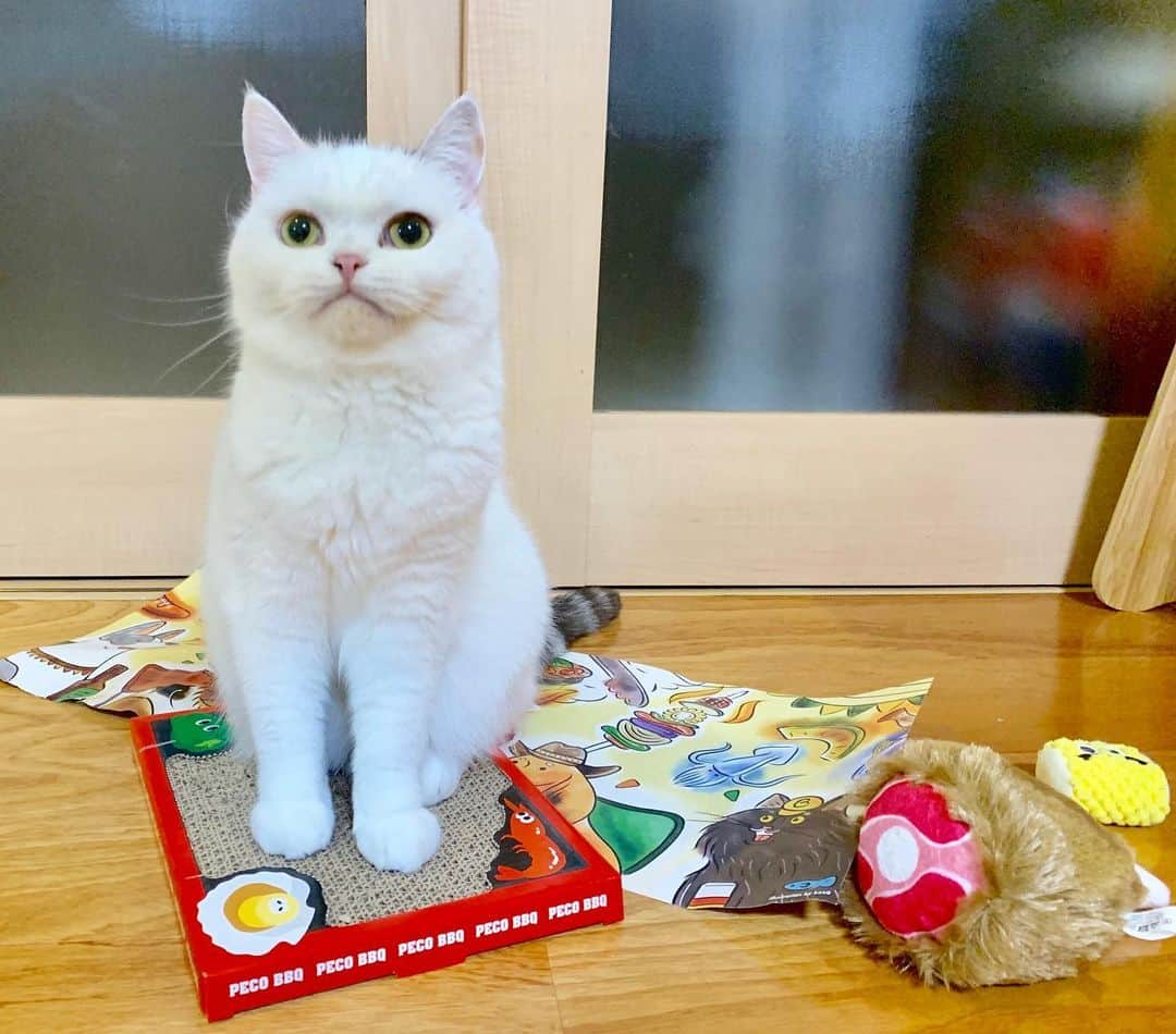 hanaのインスタグラム：「【これあたしのだから‼︎】 と主張してみたけど、すぐに銀ちゃんに奪われました😑 #ハナちゃんがんばれ〜  @pecobox_official  毎月みんな大興奮で、みんなこんなにオモチャに食いつくものなのかとビックリしてます🌟 みんなが喜ぶオモチャってなかなかないんですよね💦  個人的には"やみつき⁉︎とうもろこし"の顔がツボです😽可愛い♡ . . . . #ねこのいる暮らし #cat #cats #catlover #cutecats #catsnap #catstagram #ilovemycat #adorble #ig_catclub #cats_of_instagram #kawaii #kawaii_cat #meowbox #bestmeow #fluffy #funnycritters #scottishfold #neko #kitty #ねこ #ねこ部 #ネコ #猫」