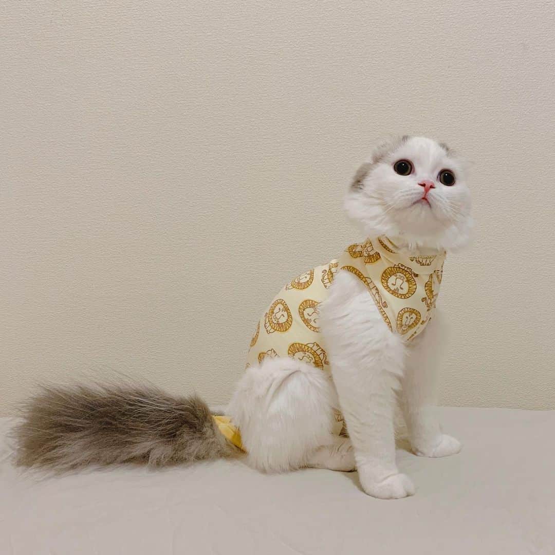 のんたのインスタグラム：「来週の避妊手術に備え、おばあちゃんが作ってくれた術後服を試着 ユニクロの子供用レギンスとパジャマをカットしています。 1.2.3 リサラーソン(パパのお気に入り) 4.5フラミンゴ 6.元となったレギンスとパジャマ ・ #scottishfold #catstagram_japan #catsofinstagram #cats_of_instagram#catoftheday #ilovemycat #bestmeow #catlover #cutecat #kittensofinstagram #cute #スコティッシュフォールド#術後服#術後服手作り#リサラーソン#フラミンゴ柄」