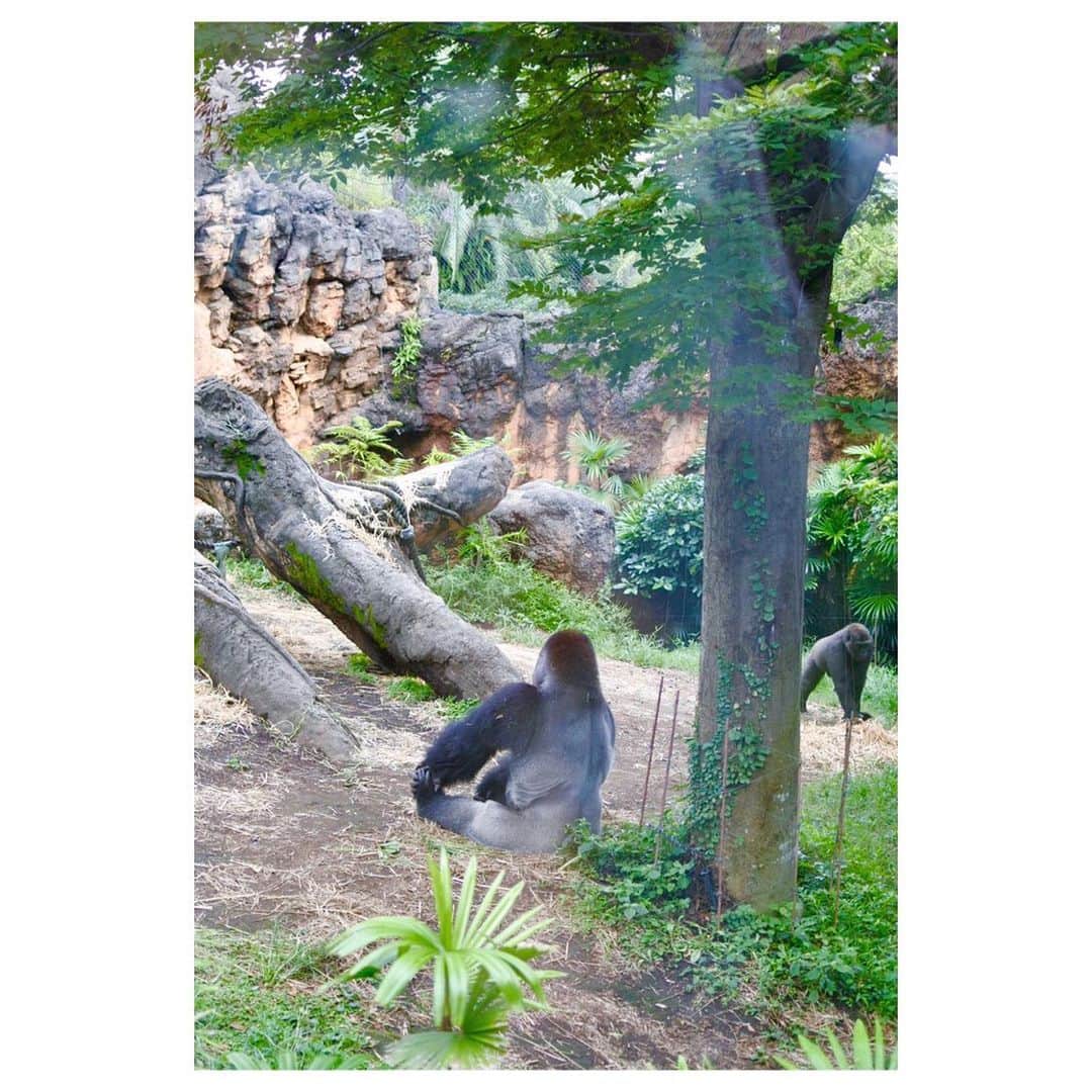 キタキマユさんのインスタグラム写真 - (キタキマユInstagram)「人生初の、上野動物園へ🌸✨ 子どものように、めっちゃ楽しんできました✨（笑）  動物は、身体の連動の仕方が、アレクサンダー・テクニークの素晴らしいお手本でした😳💕 すごい✨✨✨ プレーリードッグがとっても可愛いかった❤️ ひょっこりまた来ます️😊️💕 ✨🐘✨🦉✨🦍✨🐅✨🐨✨🐿✨ #動物ってすごい  #連動性 #上野動物園 #ゴリラの背中の哀愁 #師匠と呼びたい  #ライオンさんお休みだった🦁 #コンドルかっこいい #プレーリードッグ可愛かった #楽しかった😊  #ありがとう 🌸 #zoo  #uenozoo #animals  #kitakimayu #キタキマユ」8月30日 23時56分 - kitakimayu_official