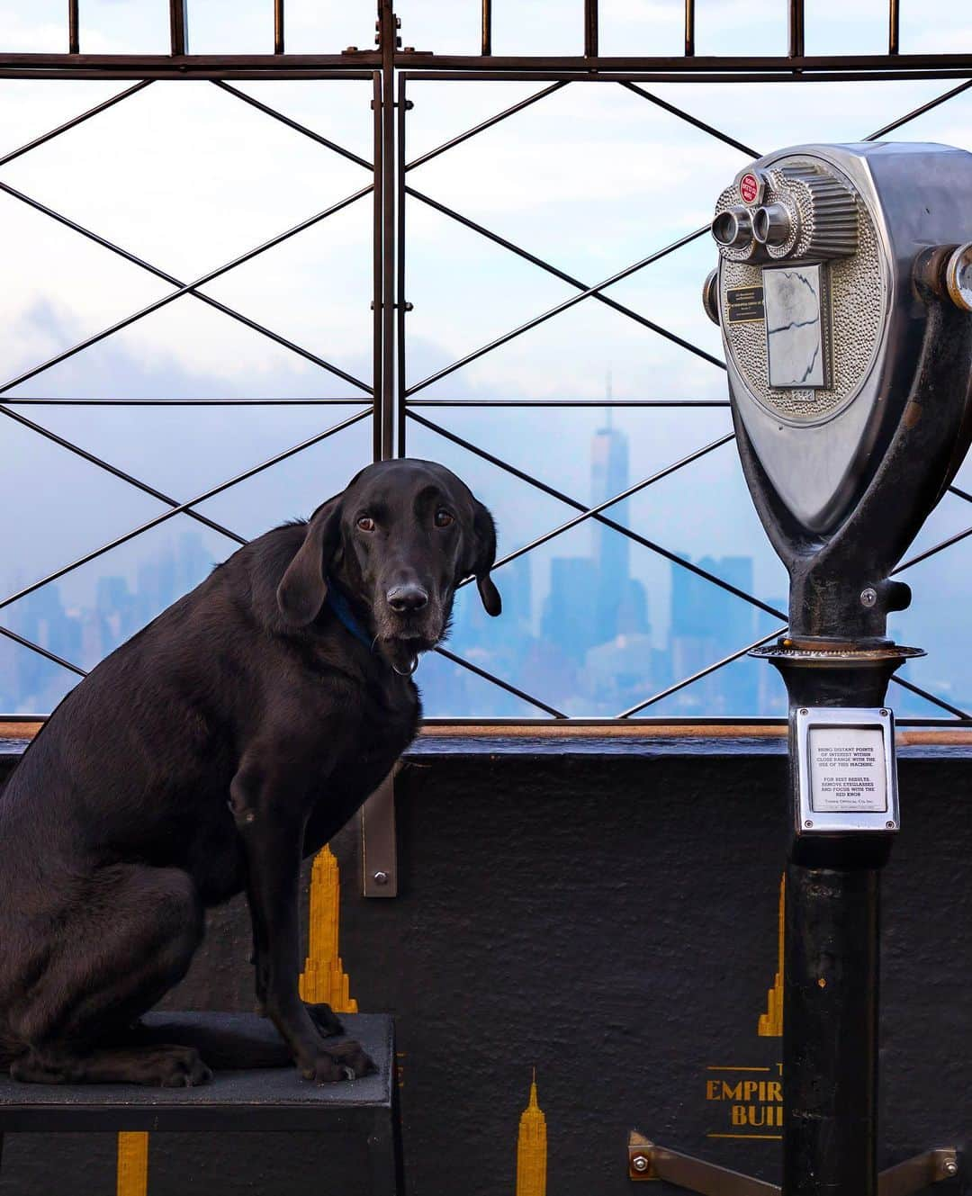 Empire State Buildingさんのインスタグラム写真 - (Empire State BuildingInstagram)「Every dog has his day—and this one belongs to Iden, our favorite furry employee! 🐶 . We’re celebrating his 6 years of tail-waggingly good service as our official security dog as he heads off to enjoy his treat-filled retirement in Long Island with his handler Chris. 🐕 . We wish you all the bones to bite and squirrels to chase, Iden! Comment below to wish Iden a happy retirement! 🦴 #EmpireStateBuilding」8月31日 0時07分 - empirestatebldg