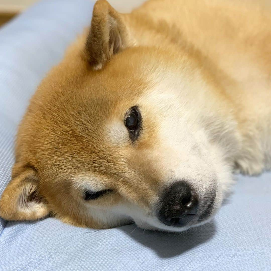 まる（まるたろう）さんのインスタグラム写真 - (まる（まるたろう）Instagram)「Good night!!✨🐶💤✨マルスも唱えたし #そろそろ寝るよ #みんなもそろそろ寝なさいね #また明日ね」8月31日 0時20分 - marutaro