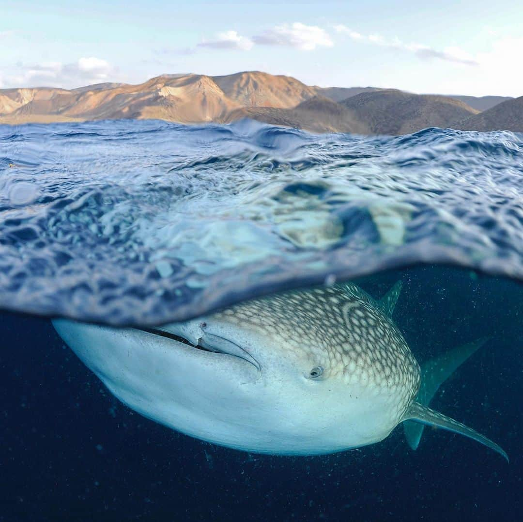 Thomas Peschakさんのインスタグラム写真 - (Thomas PeschakInstagram)「I am busy packing for my next @natgeo assignment and almost forgot that today is International Whale Shark Day. So in honor of our planet’s largest and spottiest shark here are some of my favorite whale shark photographs from my @NatGeo story about the seas of Arabia.  #whaleshark #whalesharks #spotty #spots #ocean #shark #underwater」8月31日 0時20分 - thomaspeschak