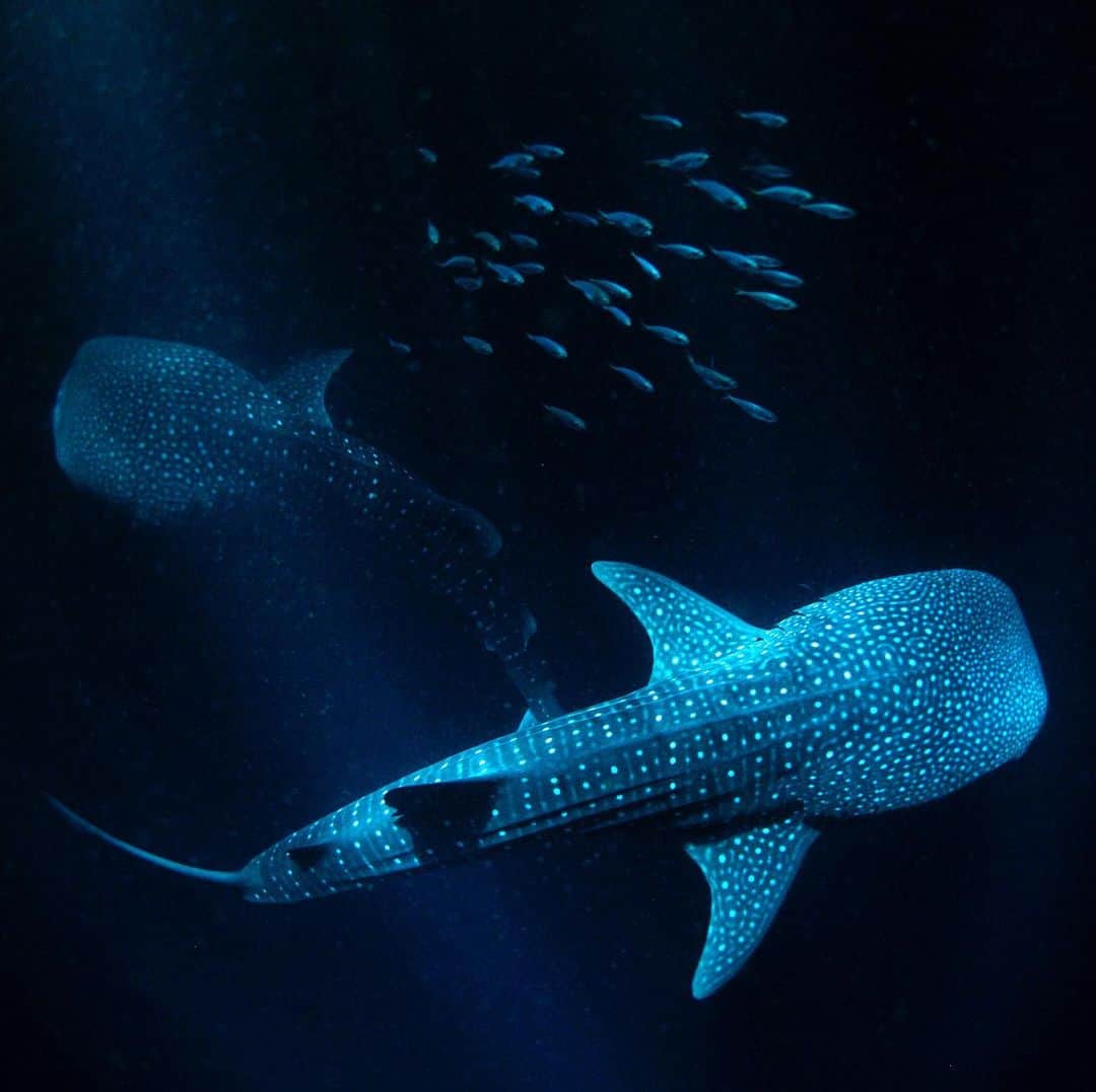 のインスタグラム：「I am busy packing for my next @natgeo assignment and almost forgot that today is International Whale Shark Day. So in honor of our planet’s largest and spottiest shark here are some of my favorite whale shark photographs from my @NatGeo story about the seas of Arabia.  #whaleshark #whalesharks #spotty #spots #ocean #shark #underwater」