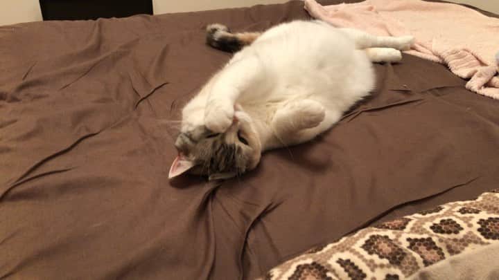 ホタテ＆クラム＆シラスのインスタグラム：「ご機嫌シラス #cat #neko #ScottishFold #猫 #ねこ #スコティッシュフォールド #catstagram #instagram #instagramjapan #ig_japan #igersjp」