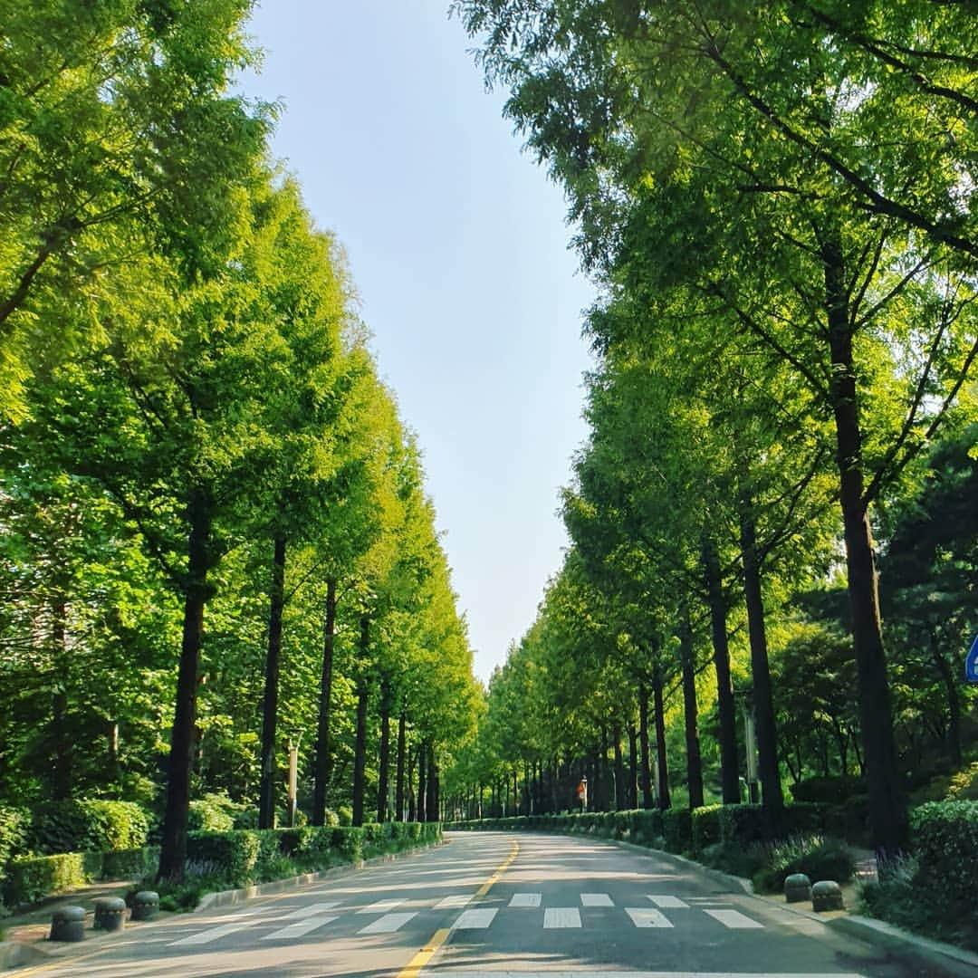 イ・シヨンさんのインスタグラム写真 - (イ・シヨンInstagram)「#양재천길 #너무 #아름답다 🌲🌲🌲🌲🌲🌲🌲🌲 💚💛💚💛💚💛💚💛」8月31日 10時22分 - leesiyoung38