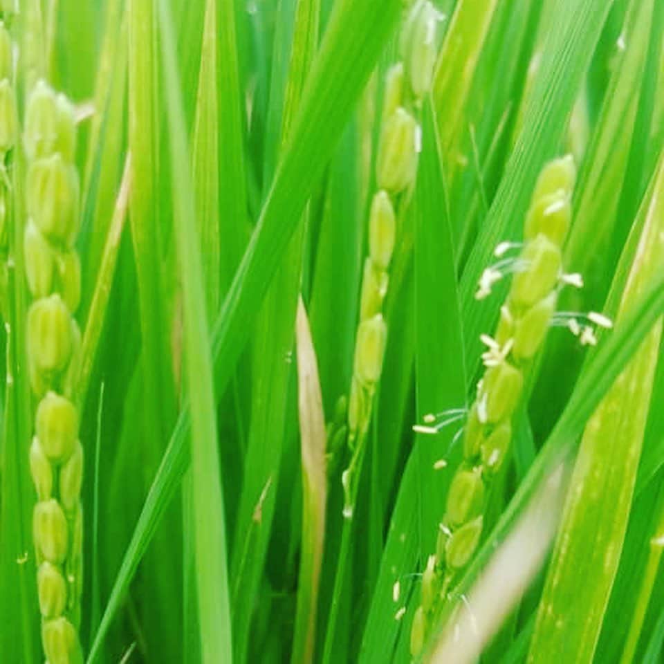 宮田麺児のインスタグラム：「田植えした 稲に 穂が実ってきたー！  #日本酒#酒米#山田錦#てつじ#シルクハット」