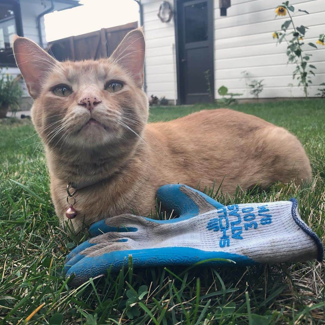 Snorri Sturlusonさんのインスタグラム写真 - (Snorri SturlusonInstagram)「STOLEN: Another blue glove, night of 8/29. I’ve used some and given some away, but I think we still have almost 6 pairs here! #catsofspokane #catburglar #kleptokitty #snorrithecat #snorristurluson #spokanedoesntsuck」8月31日 10時55分 - snorrithecat