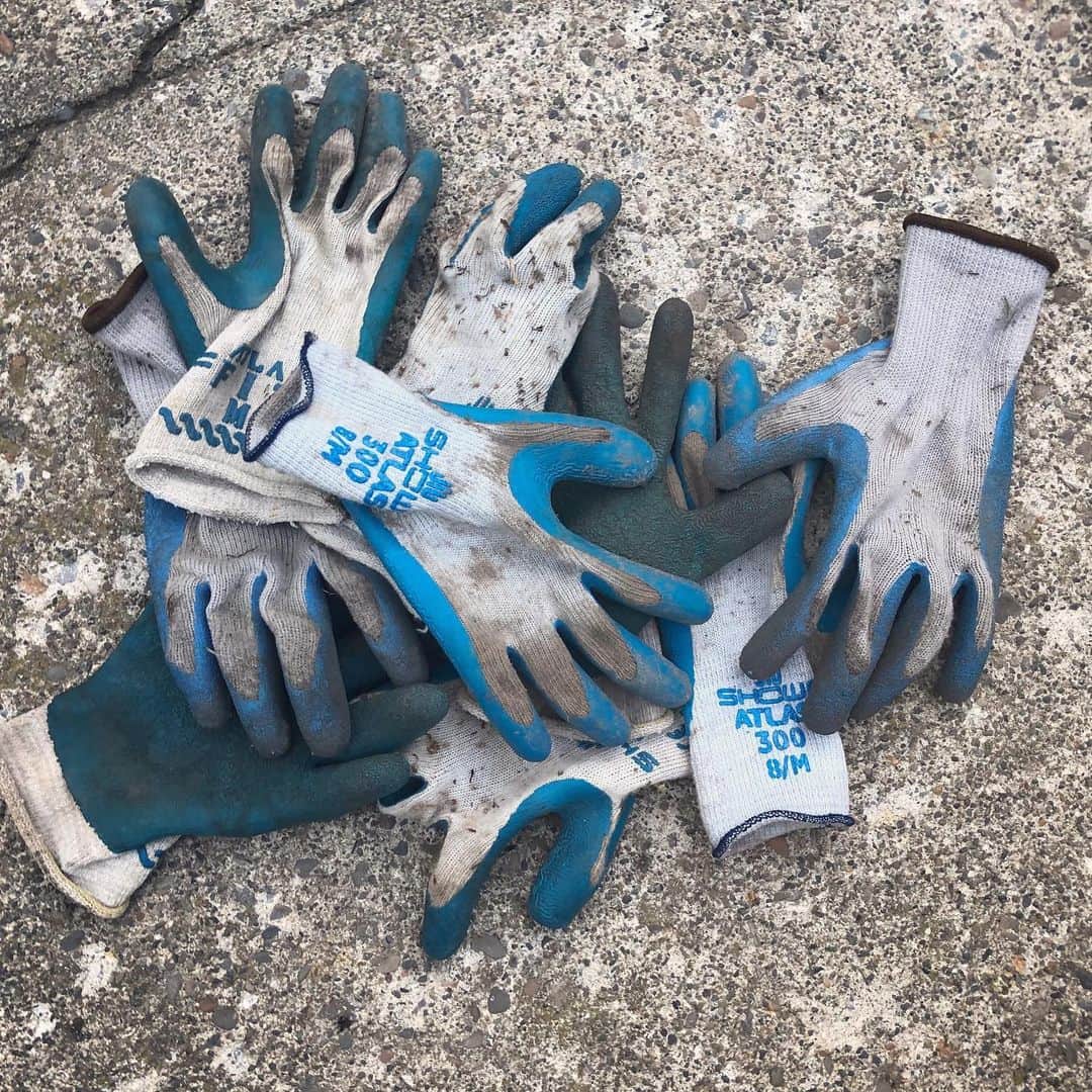 Snorri Sturlusonさんのインスタグラム写真 - (Snorri SturlusonInstagram)「STOLEN: Another blue glove, night of 8/29. I’ve used some and given some away, but I think we still have almost 6 pairs here! #catsofspokane #catburglar #kleptokitty #snorrithecat #snorristurluson #spokanedoesntsuck」8月31日 10時55分 - snorrithecat