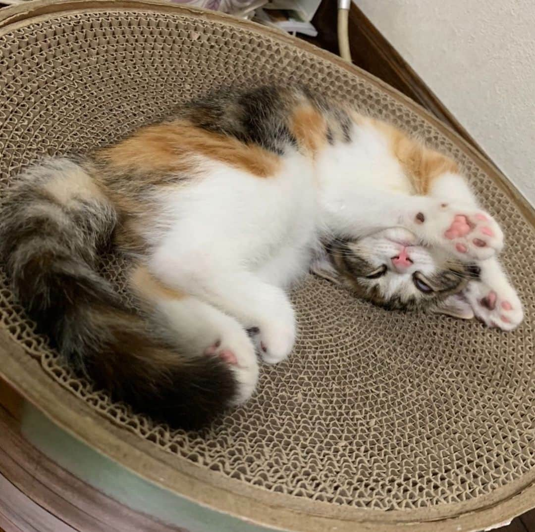 コテツさんのインスタグラム写真 - (コテツInstagram)「2019/8/31 飛んでる夢見てるにゃ💤 マメってるし^^; 肉球見せてるにゃ しっぽもふといのにゃ . おはつ生後3ヶ月になりました おはつが来てたら目まぐるしくも 楽しい日々です 今月もありがとうございました 来月もよろしくにゃ♪ . @editorial_company.pad  #ほわころ子猫ちゃん  名前おはつ 3ヶ月 マンチカンの女の子 @animalabo_official  #スヤスヤ . #朝ワンコ夕ニャンコ #マメってる #ねこにすと京都パネル希望 #癒し顔フォトコンテスト #おやすみ猫写真集 #peppyキャンペーン」8月31日 11時01分 - kotetuchan