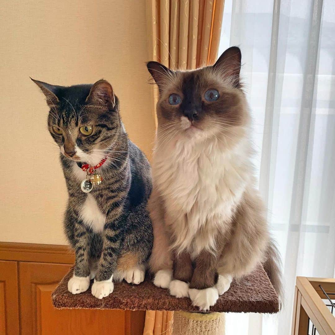 takegaeruのインスタグラム：「おはにゃ！ #cat #猫 #ragdoll #ラグドール #ホワイトポッチーズ #よもねこ #よもぎねこ #キジトラ #きじとら」