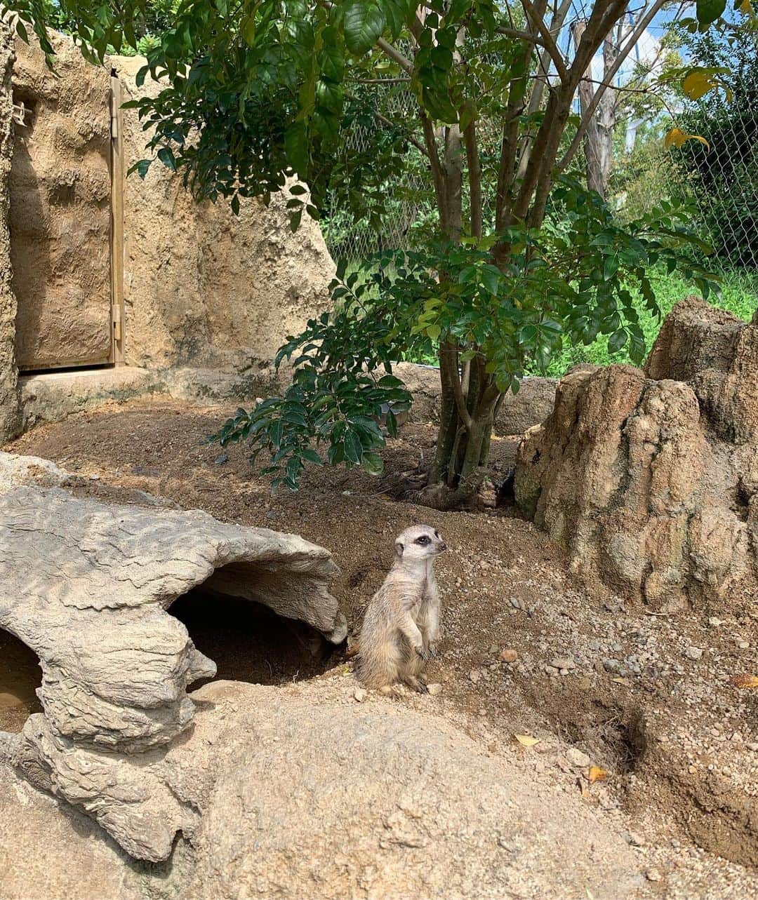 のインスタグラム：「. . 飛行機降りてから 時間があったので 急きょ空港の近くの動物園へ🦁 . . 思いのほか満喫‼︎‼︎ . . 楽しかったーーー🐒‼︎ . . 良き時間でした☺️ . . これから山口県セミナーパークにて 講演とバレー教室です‼︎ . . #ときわ動物園 #ときわ公園 #山口県 #宇部市 #動物園」