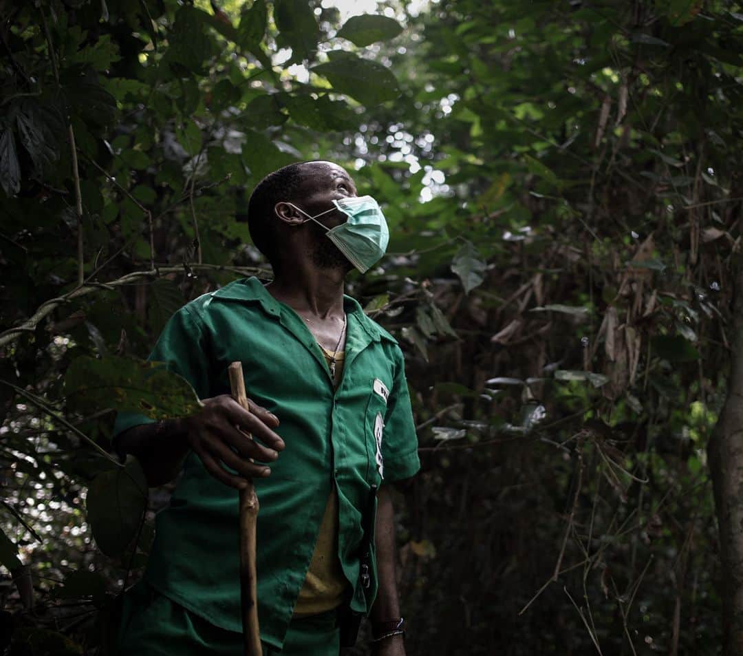 AFP通信さんのインスタグラム写真 - (AFP通信Instagram)「AFP Photo 📷 @florentvergnes_jri -  Central African environmental crisis - The Bayanga Equatorial Forest, part of the Dzangha Sanga Reserve, the last refuge of forest elephants and Central African gorillas, in south-western Central African Republic. . Due to the increase in poaching amid an ongoing internal conflict, the number of large mammals in the Central African Republic has decreased by 94% in thirty years, according to a 2018 Ecofaune report. In the north of the country, all rhinos, giraffes and savanna elephants have disappeared. . #Environment #elephants #gorillas」8月31日 3時33分 - afpphoto