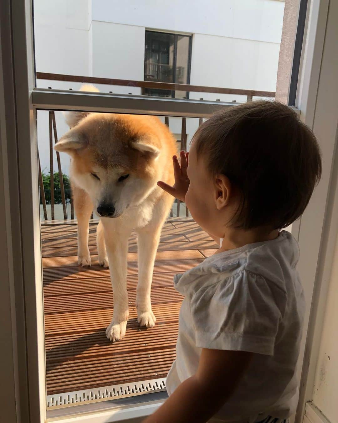 Mikkaさんのインスタグラム写真 - (MikkaInstagram)「Wau wau 😍🐶 #akita #akitainu #dogchildren #babygirl #doglove」8月31日 3時26分 - mikka