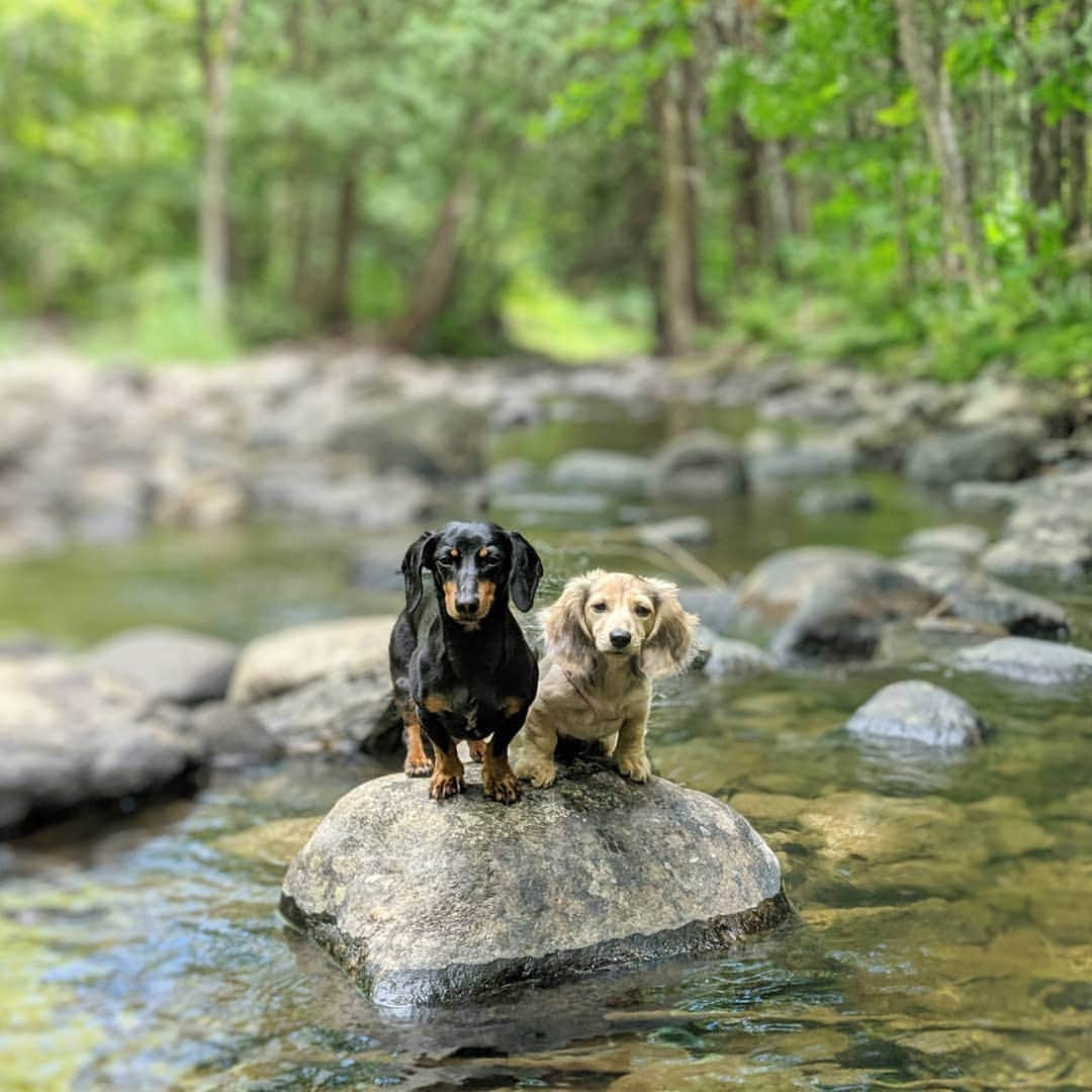 Crusoe the Celebrity Dachshundさんのインスタグラム写真 - (Crusoe the Celebrity DachshundInstagram)「"Hey Daphne, bet you can't jump to the next rock over there... 😏" ~ Crusoe」8月31日 3時48分 - crusoe_dachshund