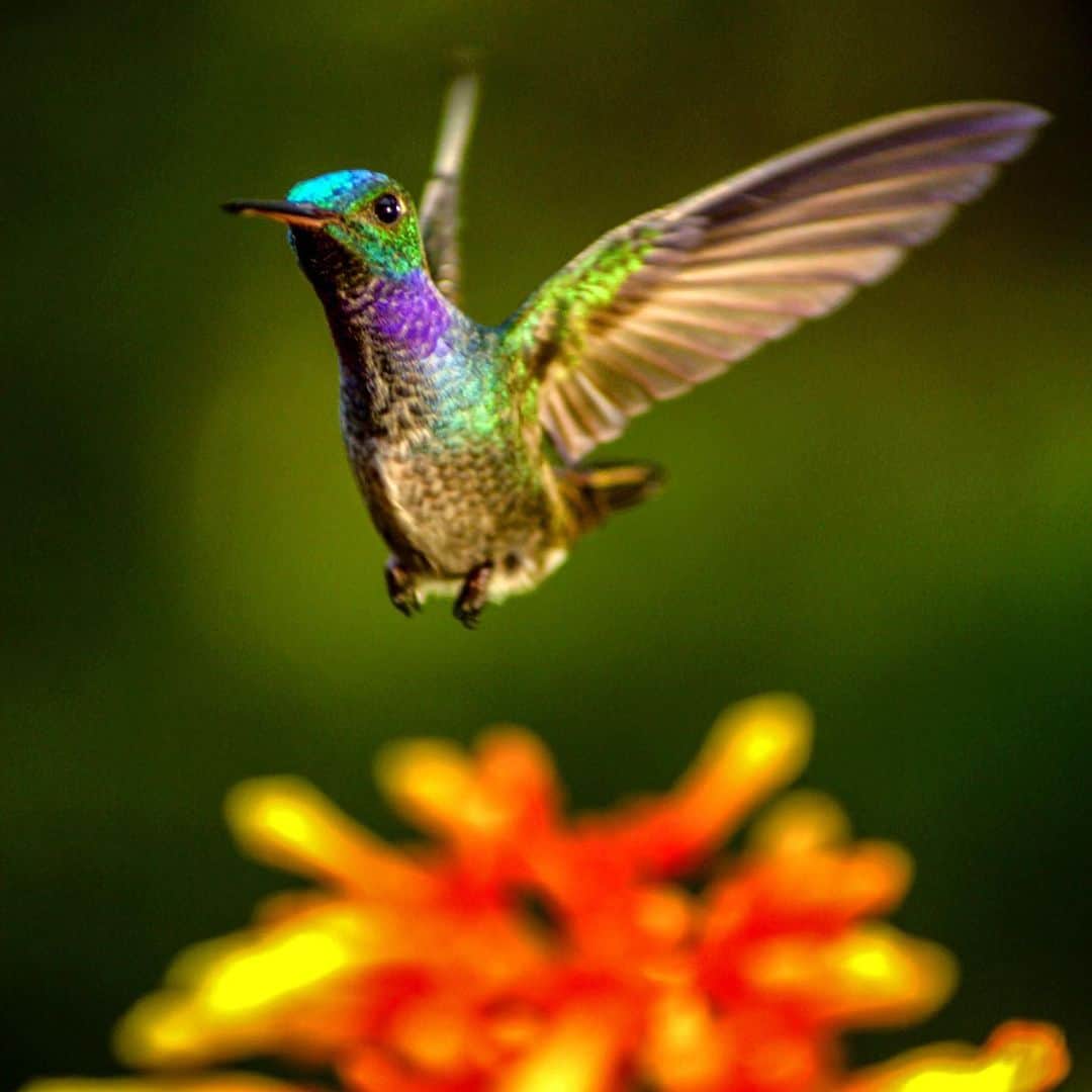 TED Talksのインスタグラム：「We’re mesmerized by this gorgeous, high-speed photo of a hummingbird. Filmmaker Louie Schwartzberg made an entire film called “Wings of Life” about pollination and the wondrous pollinators (such as bees, bats, hummingbirds, and butterflies) that move life forward. Watch his #TEDTalk to see footage that’ll make you feel like you’re actually frolicking through a field of flowers — a truly peaceful way to head into the weekend. Find the link in our bio.  Image courtesy of Louie Schwartzberg」