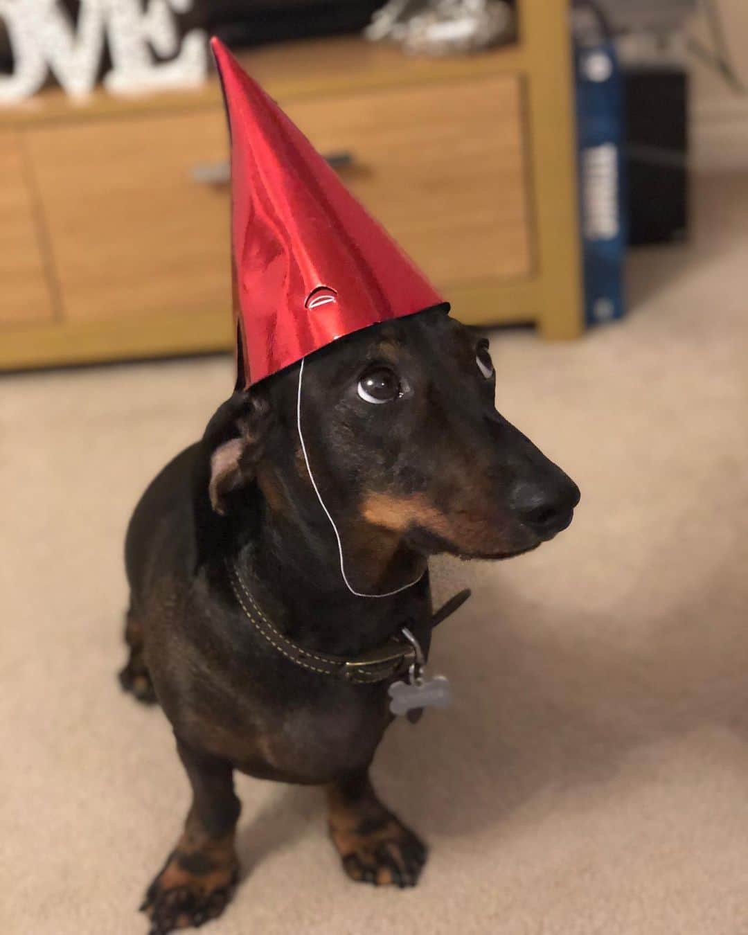 Phil Harrisのインスタグラム：「Somebody is 4 today!!! What a beautiful boy @rodneysausage is! Doesn’t he just melt your heart 😭😭❤️❤️ #birthday #birthdayboy . . . @icecoachfitness @sausagedogcentral @dachshundsofinstagram @dachshundappreciation @dachshund_fan_club @dachshund_of_ig #birthdaydog #birthdaycake #beautiful #son #family #sausage #sausagedog #dachshund #dachshundsofinstagram #dachshund_love #weinerdog #love #truelove #dog #doggo #dogsofinstagram #dogs #pic #picoftheday #4today #newtoy」