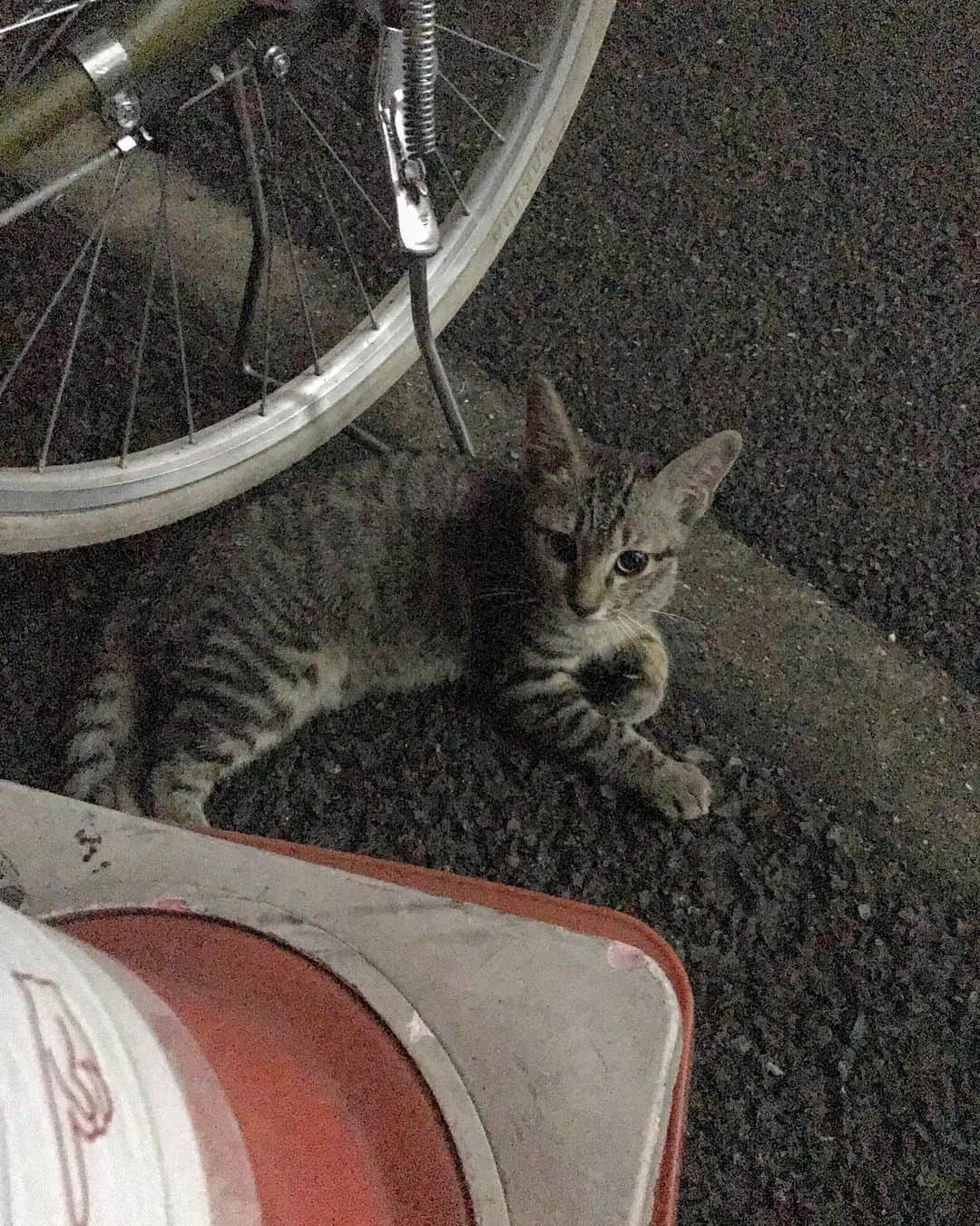 下野佐和子のインスタグラム：「昨夜、駐輪場に自転車を止めた時に、初めて会い、遊びましたが🤹🏻‍♀️リラックスし過ぎな猫さんでした。人馴れしてるなー。 #地べたと色被り #猫好き #野良猫さん #初対面」