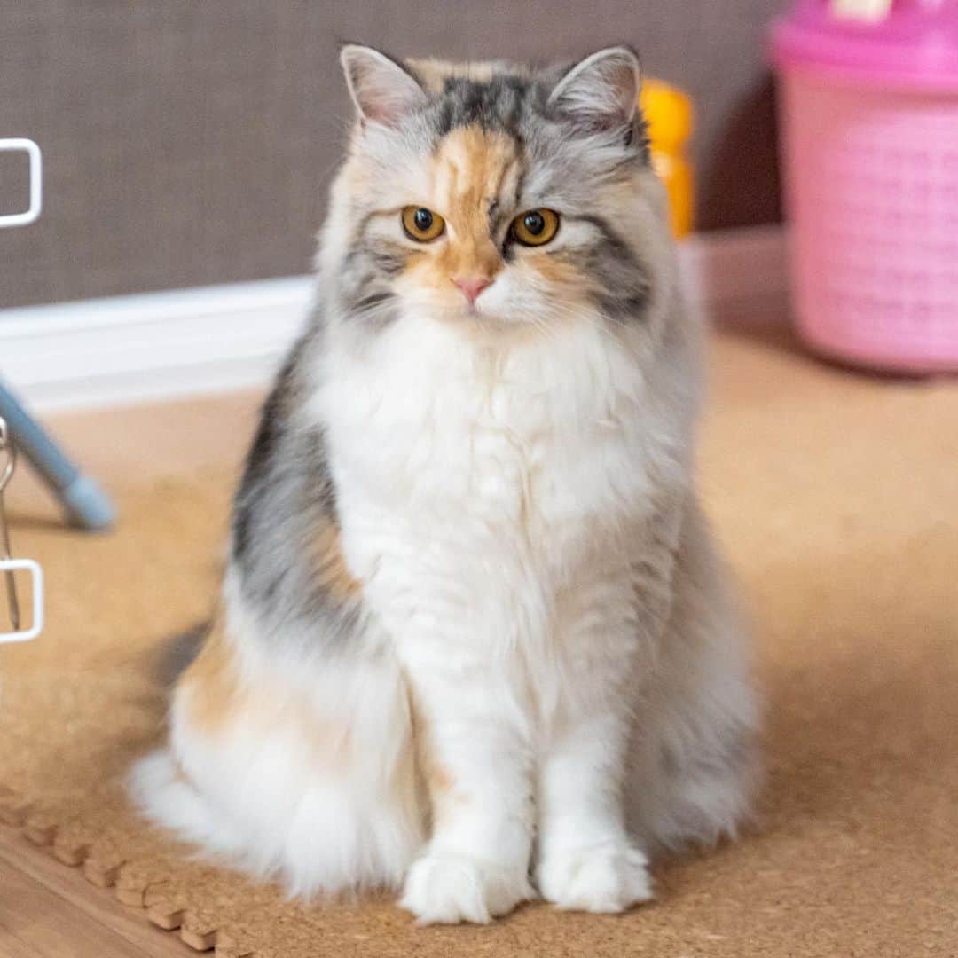 マアルのインスタグラム：「みるさん #😸 #猫好きさんと繋がりたい #北海道 #旭川市 #スコティッシュフォールド #キャットシッター」
