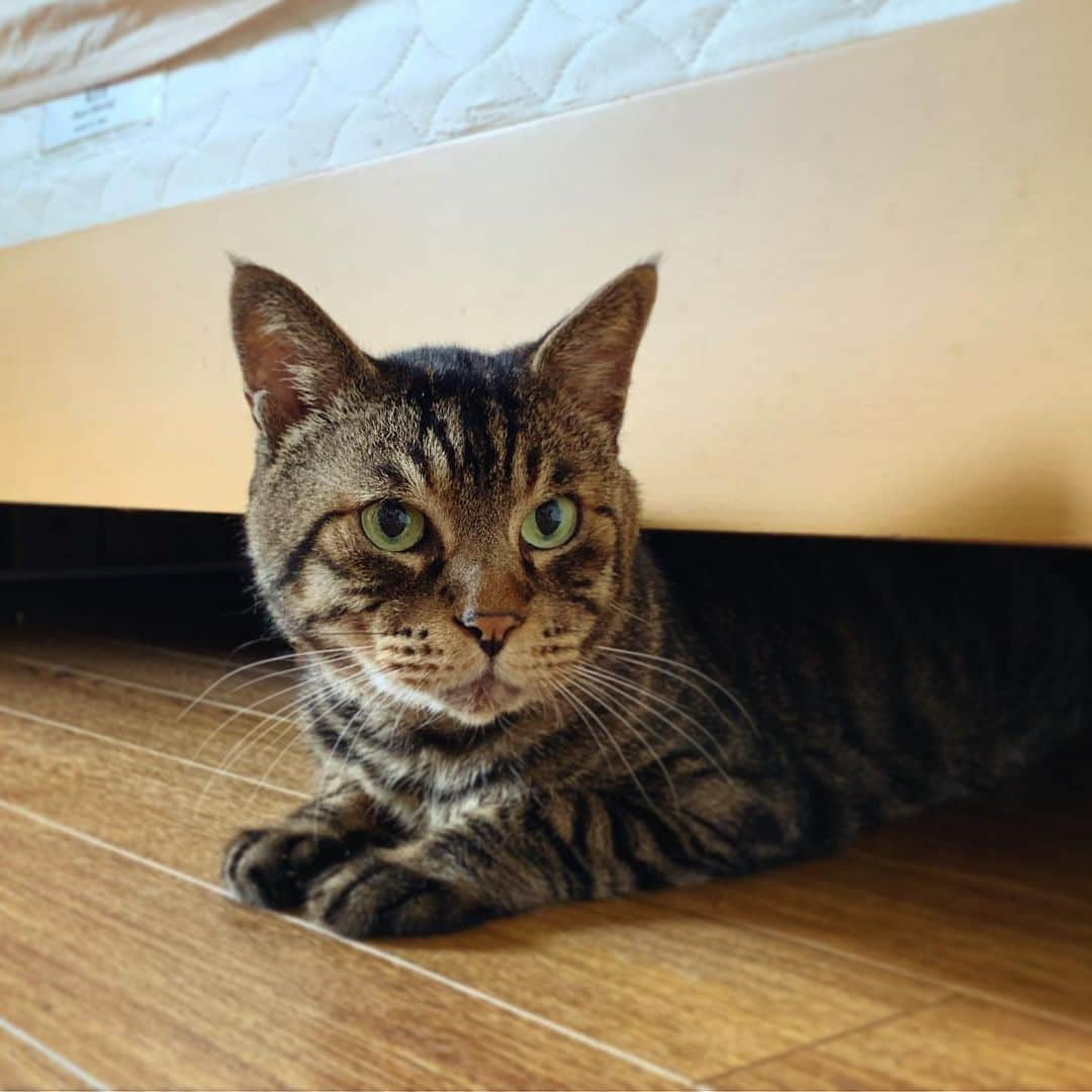 Musashiさんのインスタグラム写真 - (MusashiInstagram)「おはムサシ！ お客さんはちょっと苦手。In hiding.🛏 #musashi #mck #cat #キジトラ #ムサシさん #musashi_the_cat #ねこすたぐらむ」8月31日 11時57分 - _daisy