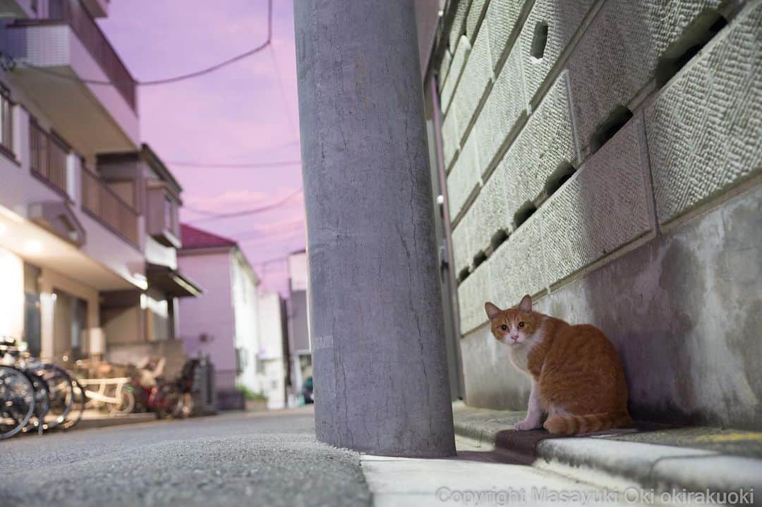 Masayukiさんのインスタグラム写真 - (MasayukiInstagram)「朝焼けのねこ。  おはようございます。 Good morning from Tokyo Japan ⛅️ #cat #ねこ」8月31日 7時05分 - okirakuoki