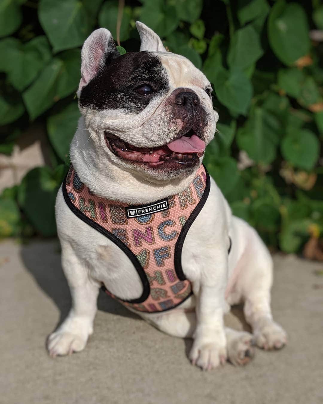 Manny The Frenchieのインスタグラム：「Happy FriYAY friends! Who's ready for the long weekend?! 😃」