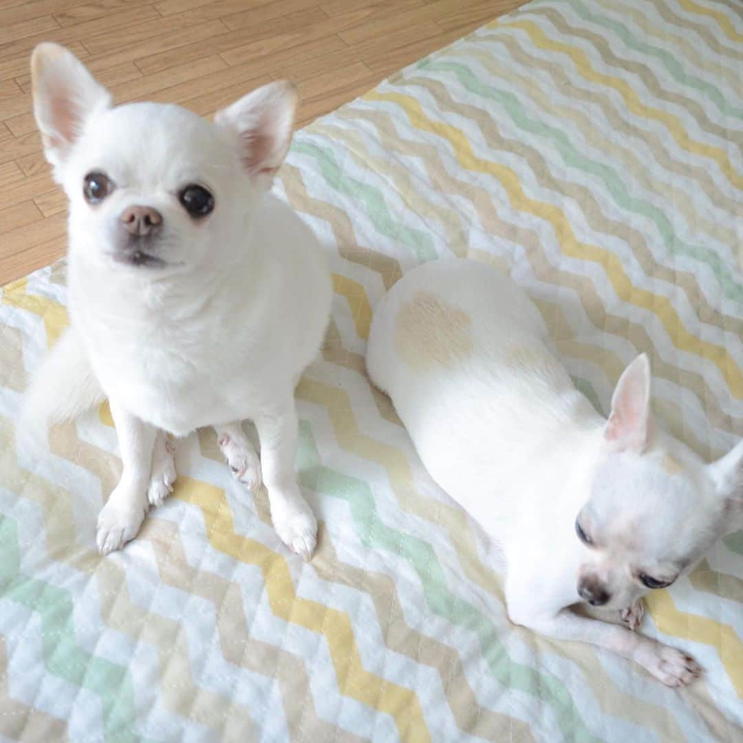 KORIKIのインスタグラム：「おはようございます♪ * #dogofsapporo #dog, #dogs, #dogstagram,#chihuahua,#犬バカ部,#チワワ,#koriki, #hanadog #白スムチ連合会, #スムチー,  #dogofthedayjp, #dogoftheday  #ilovemydog #instadog #instapet #WhiteChihuahua  #吉娃娃 #치와와  #dogsofinstagram #Chihuahualover  #ชิวาวา #チワワの輪 #barkbox #WhiteChihuahuaParty #もふもふモフモフ」