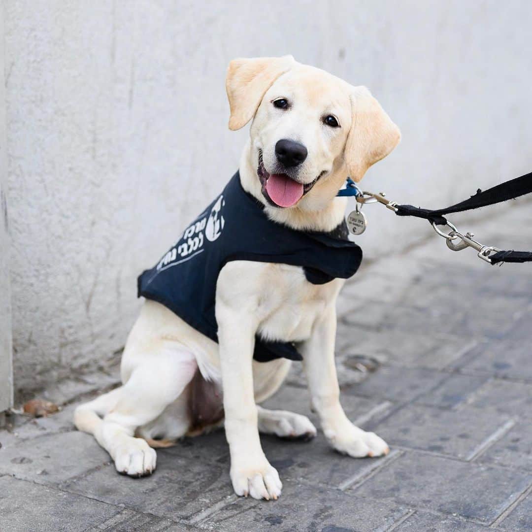 The Dogistさんのインスタグラム写真 - (The DogistInstagram)「Sugar, Labrador Retriever (3 m/o), Sarona, Tel Aviv, Israel • “She’s hopefully going to be a service dog for the blind.”」8月31日 7時46分 - thedogist