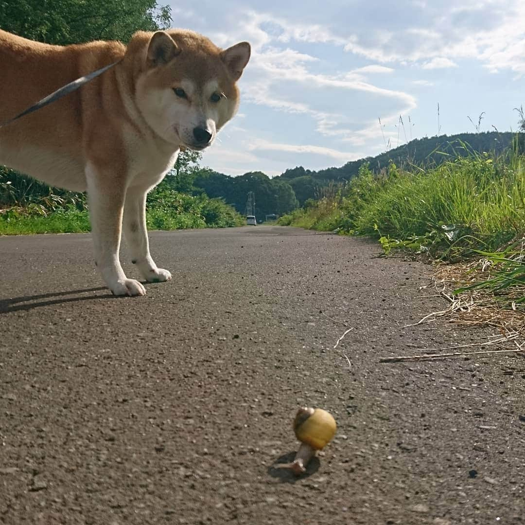 柴犬⭐️サスケさんのインスタグラム写真 - (柴犬⭐️サスケInstagram)「おはわん #カタツムリ#朝ん歩 #あさんぽ #柴犬#ムチムチ#むっちむち#赤柴#pecoいぬ部 #shibagram #🐶📷」8月31日 8時19分 - shiba20150405