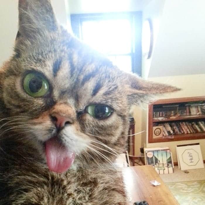 Lil BUBさんのインスタグラム写真 - (Lil BUBInstagram)「That time when BUB got to my phone while I was napping.」8月31日 8時33分 - iamlilbub