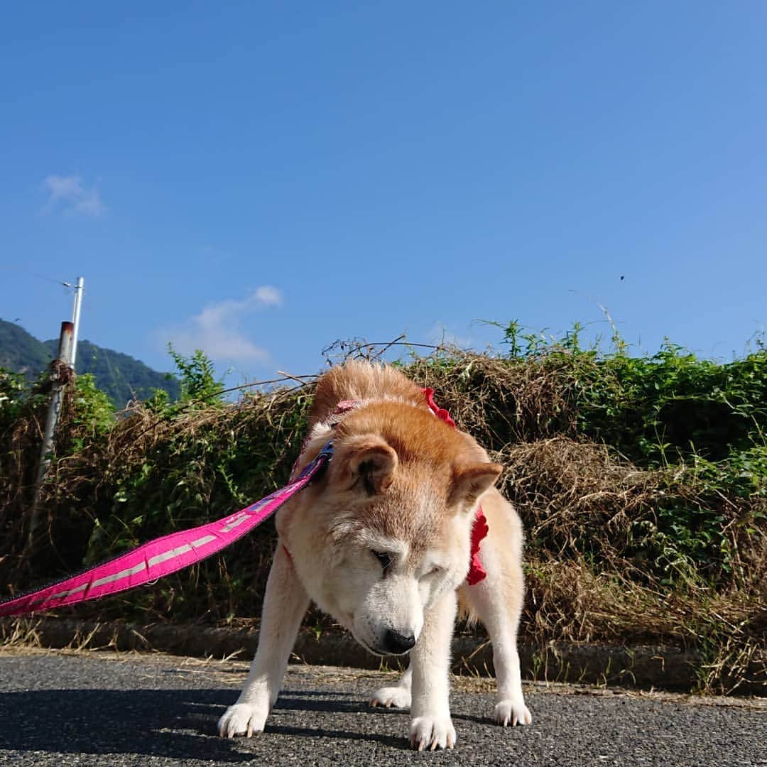 柴子さんのインスタグラム写真 - (柴子Instagram)「おはようございます。 今朝はスッキリとした快晴。 ちょいと暑くなってきたから、お散歩サッサと引き上げますか。 、、、柴子(仮名)さん、起きてますか？ #柴犬　#shibainu #shibastagram」8月31日 9時00分 - senogawadogs