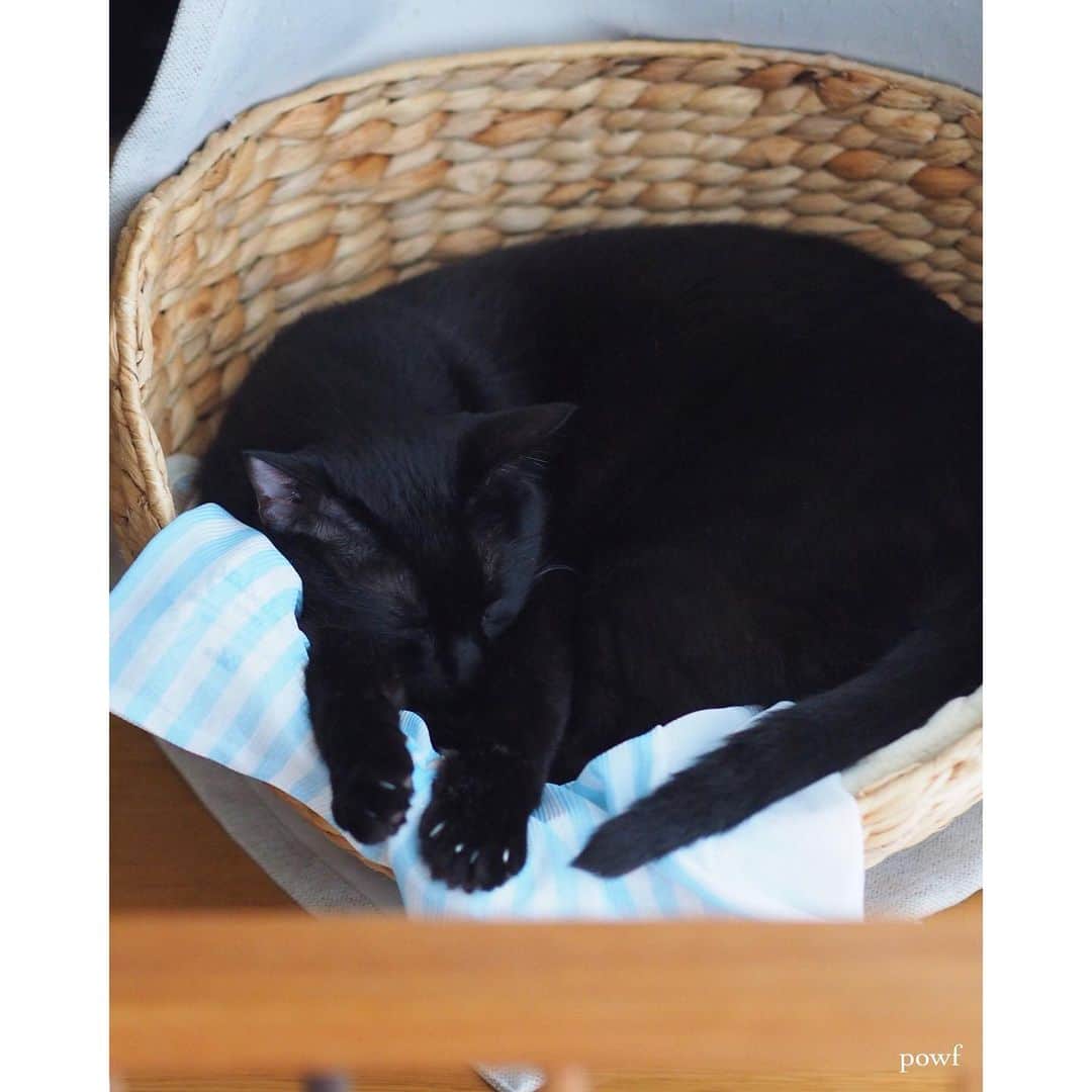 anemone_69のインスタグラム：「. 洗濯ネットが好きなので、 ベッドに敷いてやった。 ひんやりして気持ちいいかもね。 . . #ハカセとキョウジュ #blackcat #黒猫 #cat #猫 #保護猫 . . .」