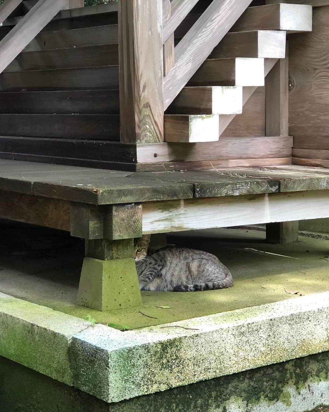 尾崎愛のインスタグラム：「神社そっちのけで撮ってしまった。 人馴れしてて可愛い、美しい🐈✨ #竈門神社 #神社 #ねこ」