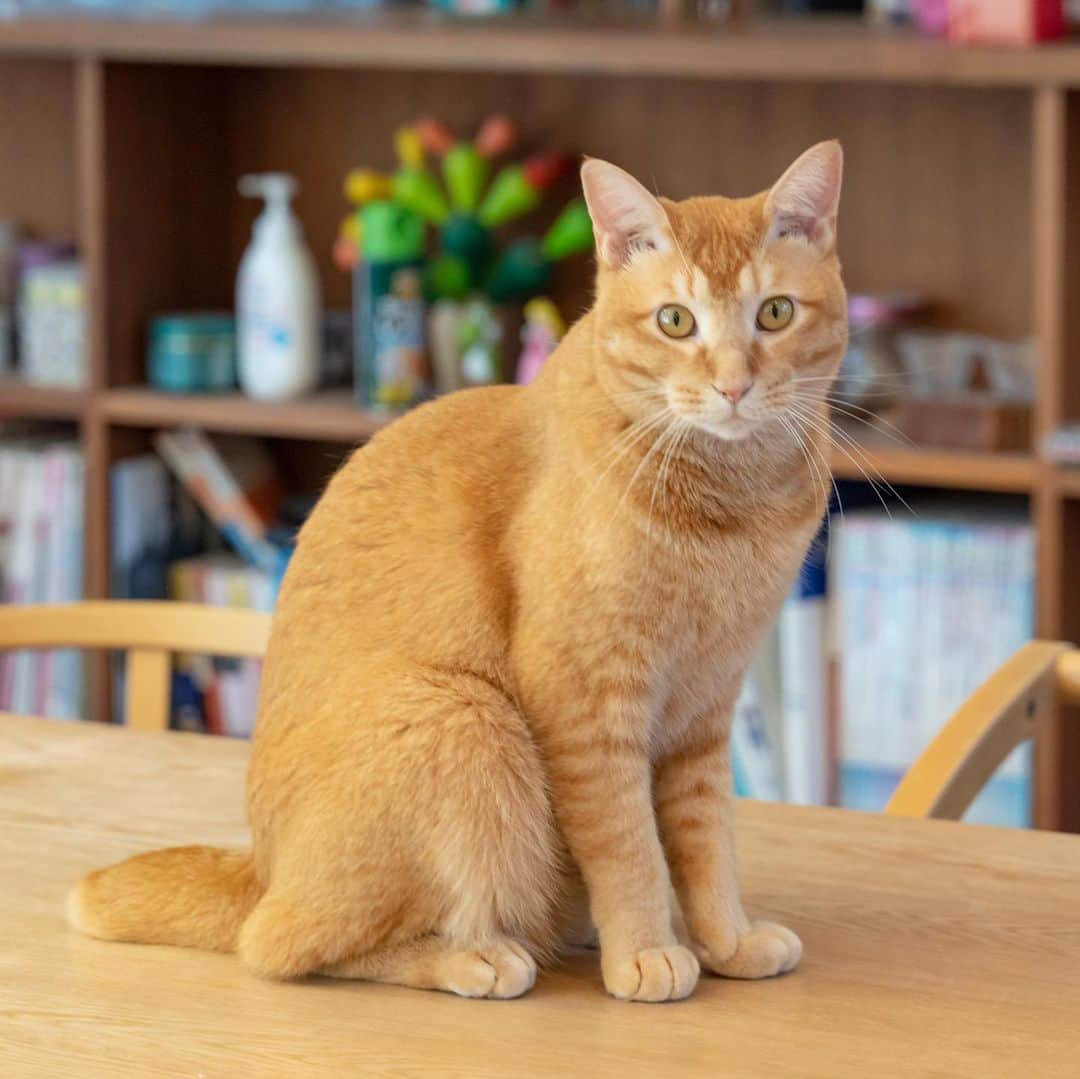 マアルのインスタグラム：「トラさん #🐱 #猫好きさんと繋がりたい #北海道 #旭川市 #ペットシッター」