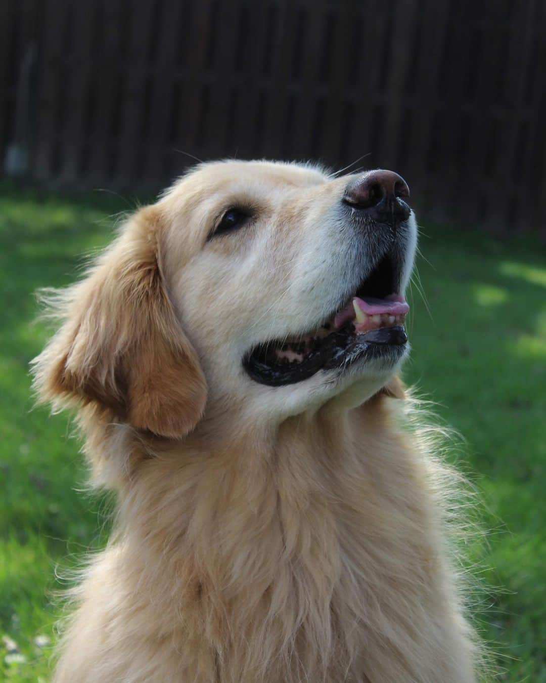 モヒートさんのインスタグラム写真 - (モヒートInstagram)「Floof on point ------------------------------- #goldensofig #goldenretriever  #goldenretrieversofinstagram #betterwithpets #dogsofig  #dogsofinstagram #fluffypack #gloriousgoldens #welovegoldens #ilovemydog #goldenlife #bestwoof #ProPlanDog #ilovegolden_retrievers #mydogiscutest #retrieversgram #dogsofcle  #floof」8月31日 9時44分 - mojito_rose_family