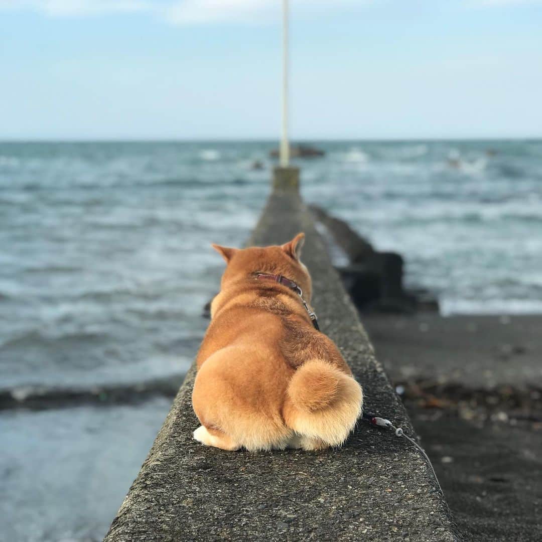 マル子のインスタグラム：「サヨナラ8月👋  #マル子  #柴犬  #shiba  #魅惑おちり」