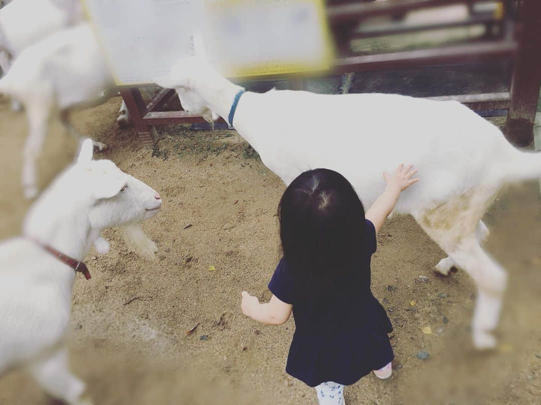 松尾依里佳さんのインスタグラム写真 - (松尾依里佳Instagram)「触る触る🐐😳✨ #まつおさんちの子育て  #動物園デビュー #娘 #1歳7ヶ月」9月29日 13時18分 - erika.matsuo