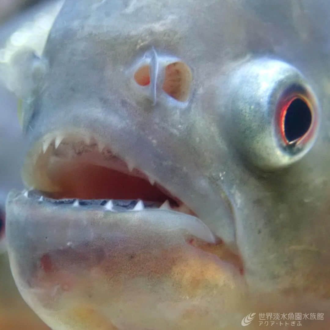 世界淡水魚園水族館 アクア・トト ぎふのインスタグラム