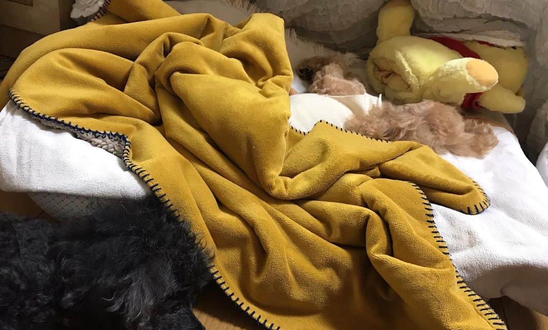 井上貴子のインスタグラム：「わかりにくい写真だけど  昨日 柊音が避妊手術して 夕方お迎えに行って 帰ってきてから撮ったヤツ。  麻酔から醒めたばかりなので プーさんに見守られながら 爆睡。  紅緒も近くに来て見守ってる。  時に痛がる素振りを見せて 撫でてあげると また眠る…  昨夜もアタシの手が 柊音の体から離れると カリカリおねだりしてきて 撫でて撫でてって（笑）  完全無欠の寝不足だぜ。  でも まぁ コレで柊音も長生き決定！  いつも細かくチェックして下さり 夜遅いメールにも 応答してくださる 病院の先生&看護師さんに 感謝感謝^ ^  この子は 超絶神経質でビビりなので 💩が柔らかくなっちゃってて  錠剤が出たので ソレを粉々にしてから ペースト状にして 色んなものにくるんで あげるけど…  だまされない…  あの手この手が通じなくて…  行きつけのペットショップさんに 相談に行くと…  いいものを教えてもらえて  今夜からソレで騙して お薬飲ませるぞ^ ^  Happyで^ ^  #井上貴子  #LLPWX #女子プロレス #紅緒と柊音 #トイプードル #10月20日14時神田明神 #避妊手術 #ペットショップメリリー」